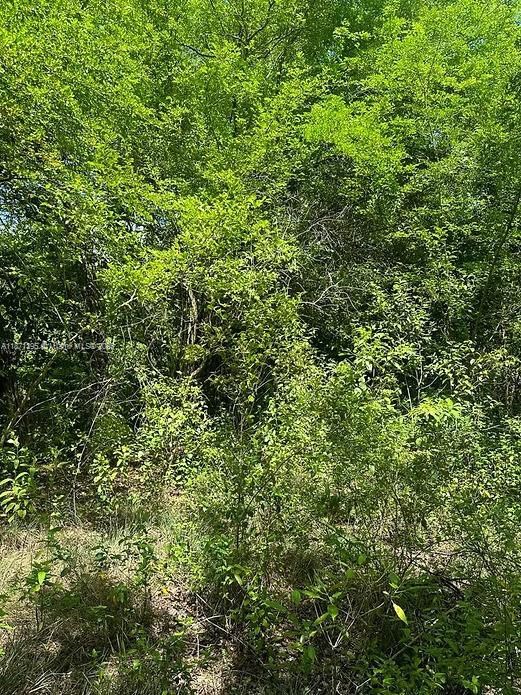 A dense, wooded area filled with green trees and undergrowth on a sunny day — 00 RIO NEUVO, ST MARY JAMAICA, NA, NA