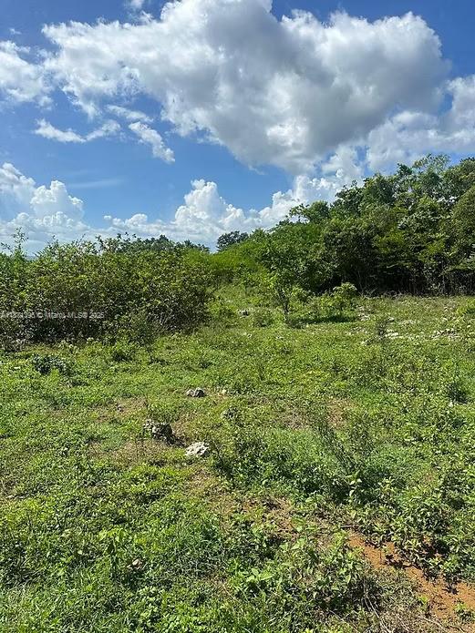 A grassy, undeveloped lot features scattered rocks and dense trees under a cloudy blue sky — 00 RIO NEUVO, ST MARY JAMAICA, NA, NA