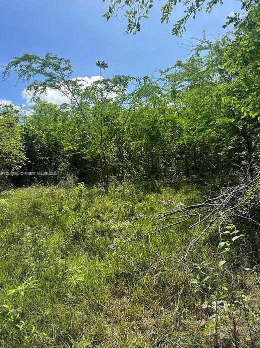 A view of a grassy, undeveloped lot with dense trees under a blue sky — 00 RIO NEUVO, ST MARY JAMAICA, NA, NA