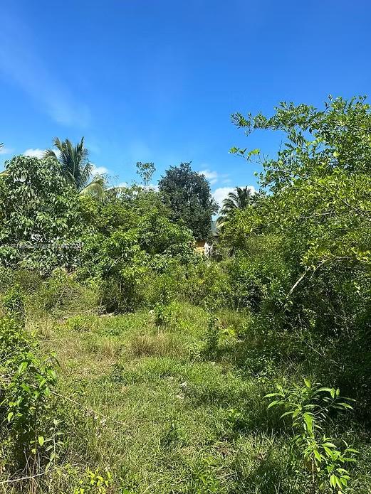 A view of a grassy, overgrown lot filled with various trees and shrubs under blue sky — 00 RIO NEUVO, ST MARY JAMAICA, NA, NA