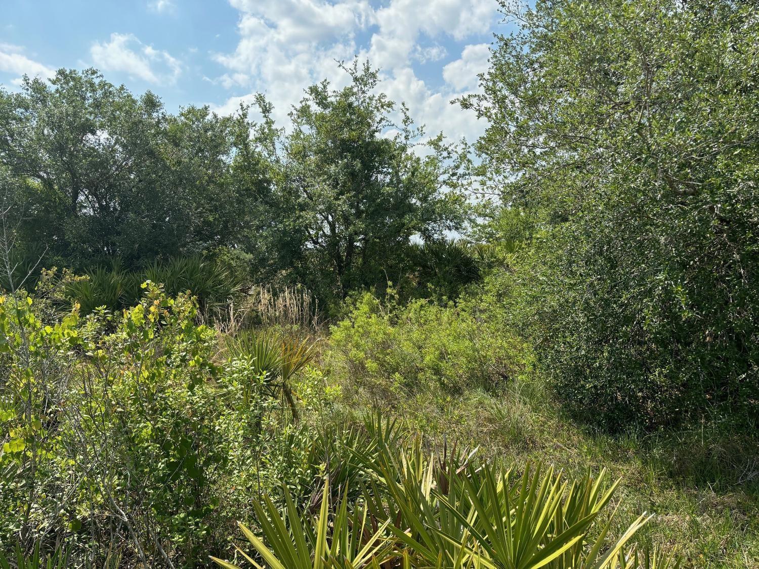 A view of a dense, wooded lot with native Florida vegetation and palmettos under blue skies — 0 NW 318th Street, Okeechobee FL 34972, OKEECHOBEE, FL