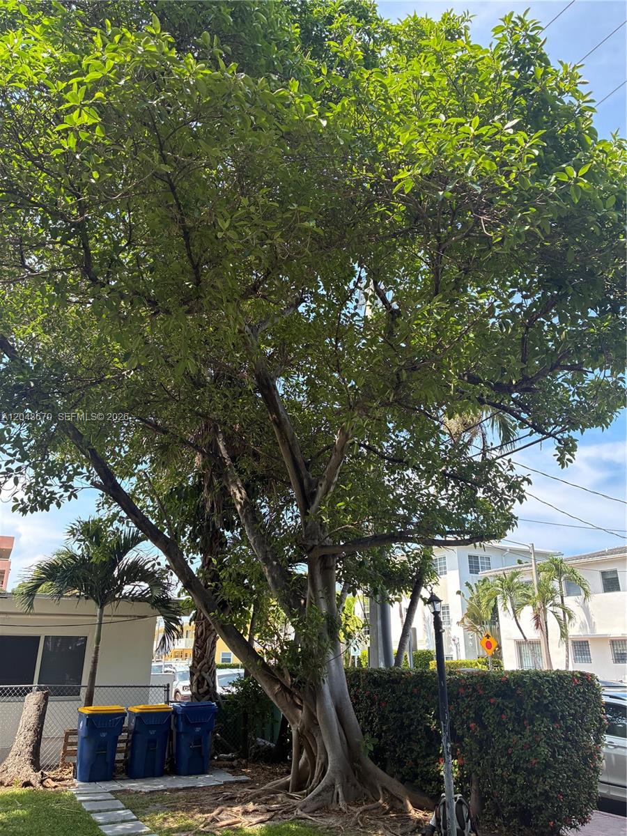 A large, mature tree with exposed roots stands in a yard next to three trash bins — 8020 Abbott Ave # 6, Miami Beach FL 33141, MIAMI BEACH, FL