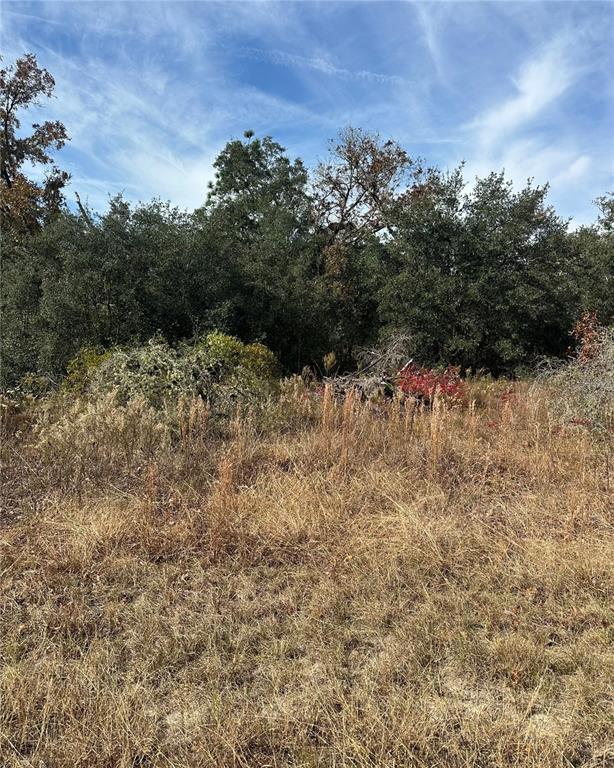 A view of a grassy field leading to a dense line of trees and shrubs — Lot 26 SE 133RD AVENUE, DUNNELLON, FL