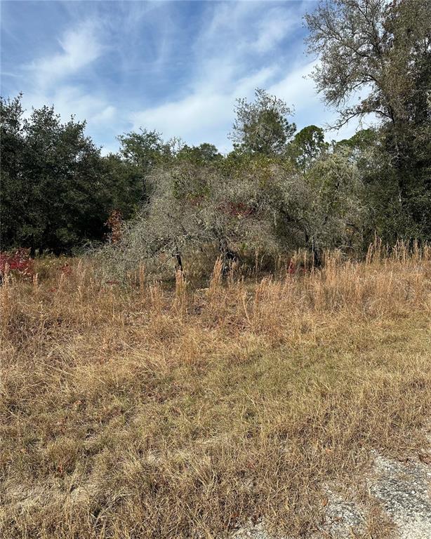 A view of a grassy, overgrown lot with scattered trees under a blue sky — Lot 26 SE 133RD AVENUE, DUNNELLON, FL