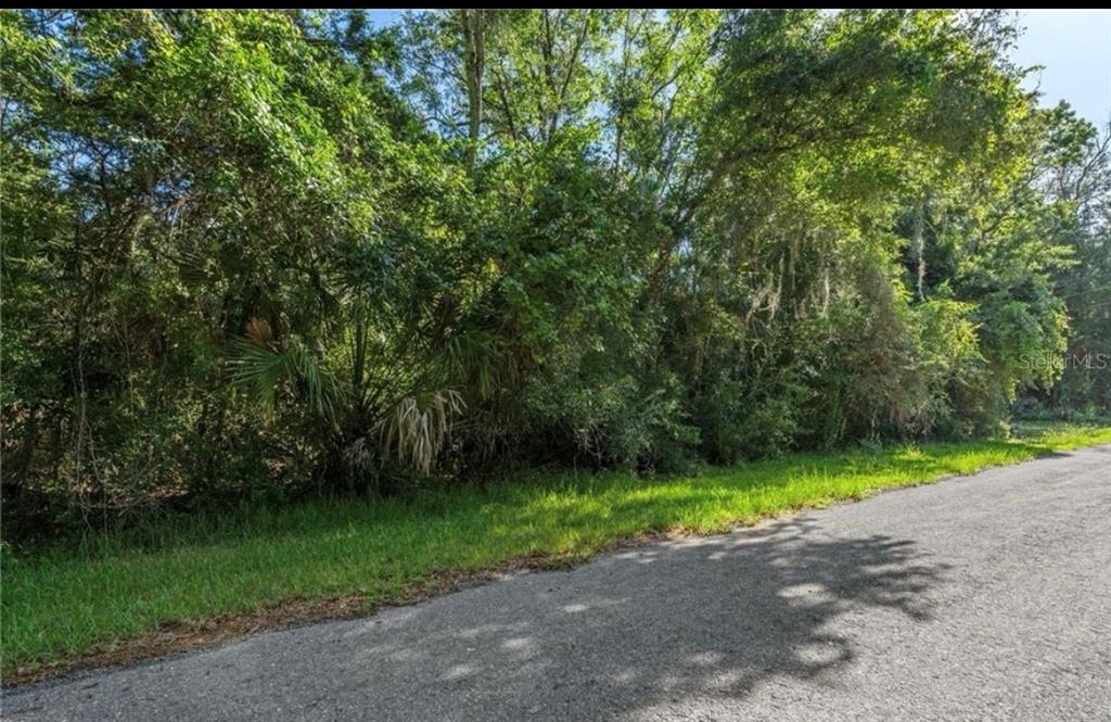 A paved road runs alongside a dense, wooded lot with tall trees and green vegetation — 10975 W ROCKHAVEN LANE, HOMOSASSA, FL