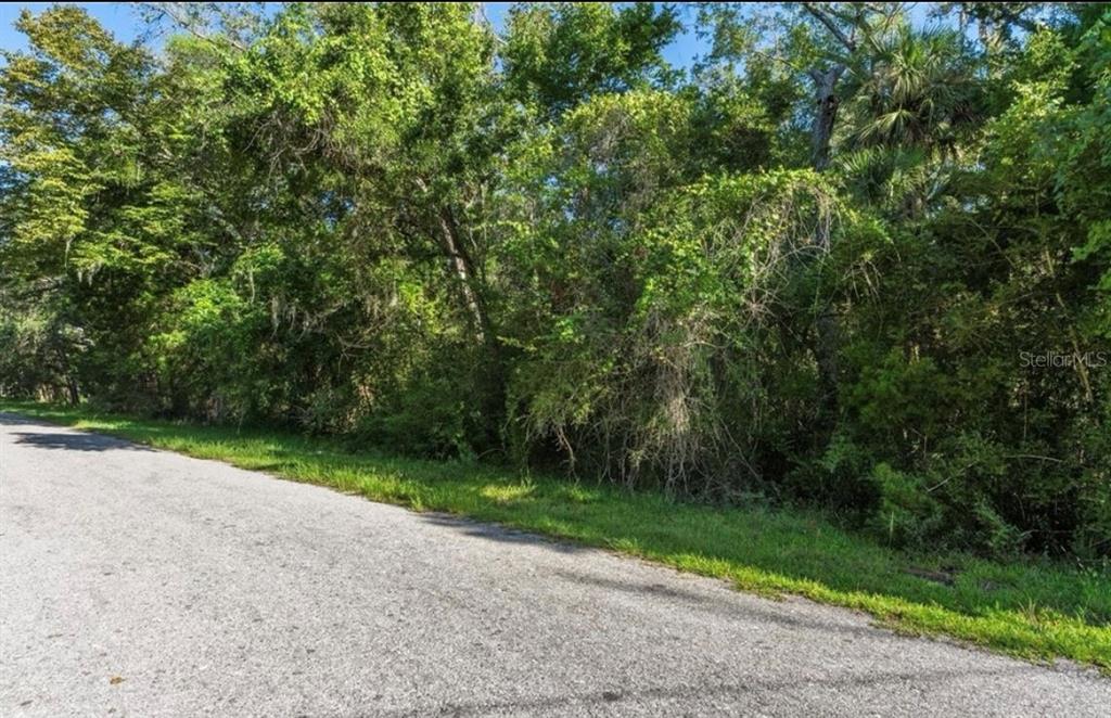 A paved road runs alongside a densely wooded lot with mature trees and thick vegetation — 10975 W ROCKHAVEN LANE, HOMOSASSA, FL