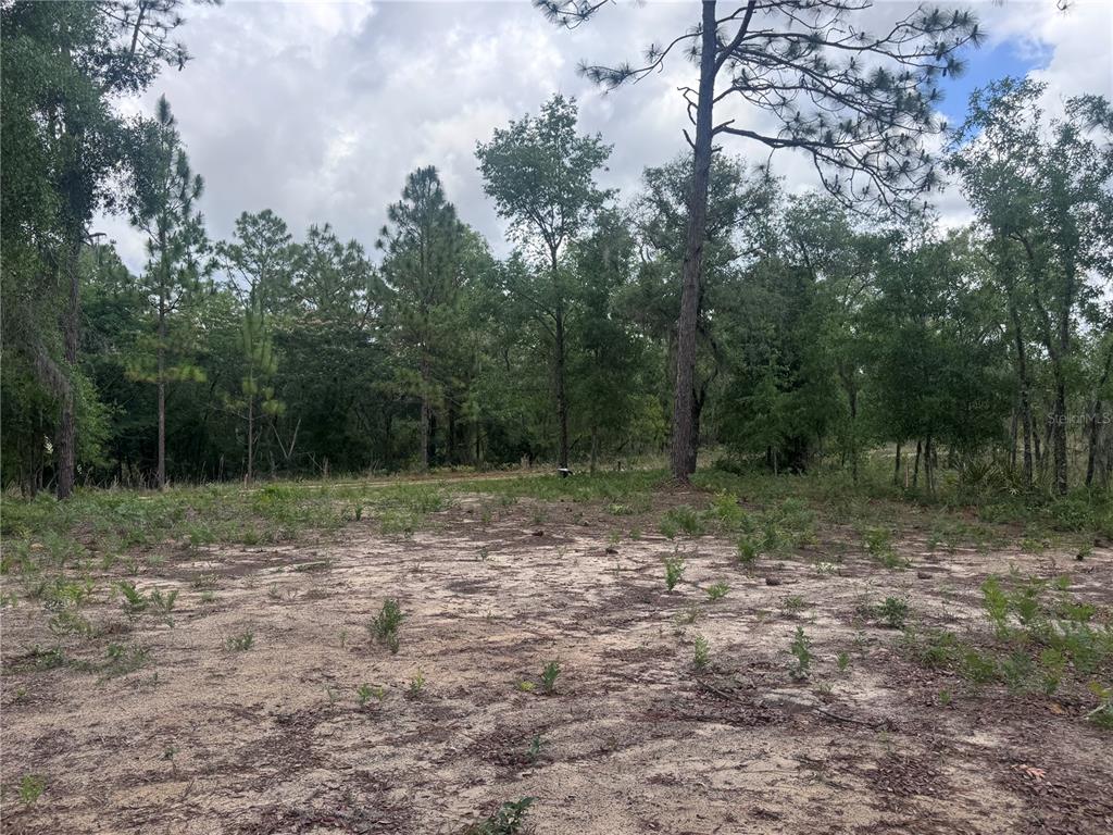 A sandy, partially cleared lot is surrounded by a dense forest of pine and oak trees — TBD NE 16TH PLACE, WILLISTON, FL