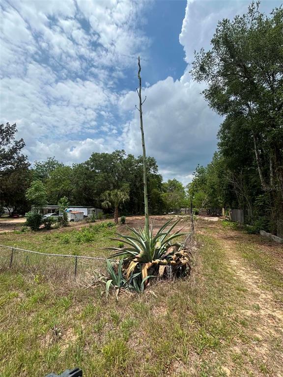 A large agave plant with a tall, central flower stalk stands in a grassy yard — 7480 LAKEVIEW STREET, KEYSTONE HEIGHTS, FL