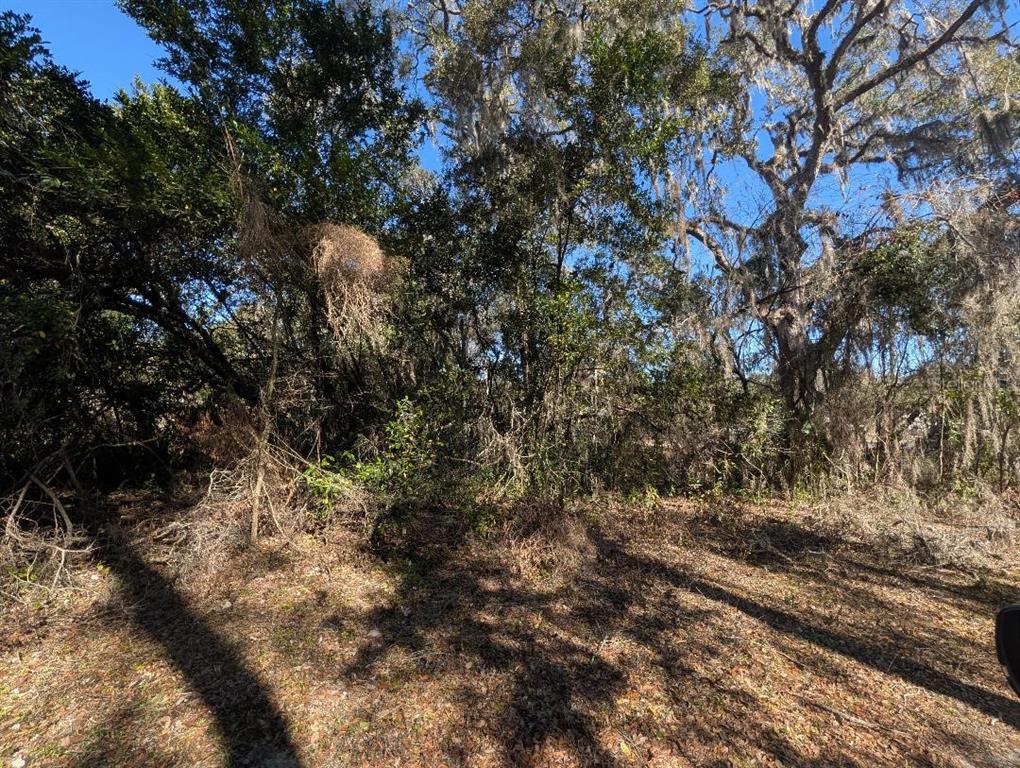 A view of a wooded lot with dense trees and ground covered in fallen leaves — 0 GLADIOLA COURT, DADE CITY, FL