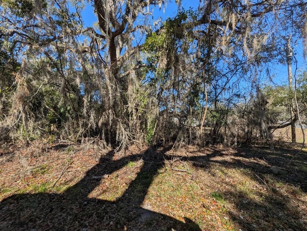 A view of a wooded lot with large trees draped in Spanish moss — 0 GLADIOLA COURT, DADE CITY, FL