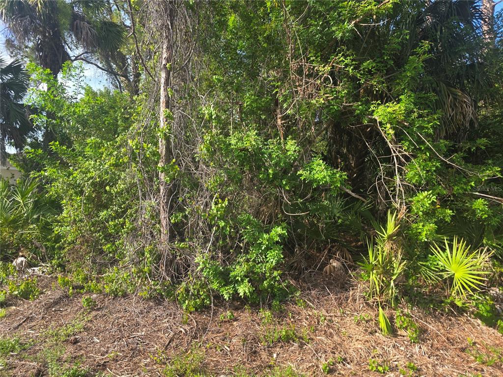 A dense, overgrown wooded lot filled with trees, shrubs, and palmettos — PRONTO LANE, NORTH PORT, FL