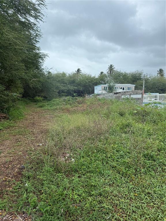 An overgrown, grassy vacant lot with trees and a house in the background — CALLE SANTILLANA, LOIZA, PR