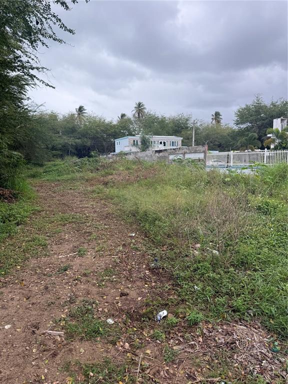 A view of an overgrown, vacant lot with a house and fence in the background — CALLE SANTILLANA, LOIZA, PR