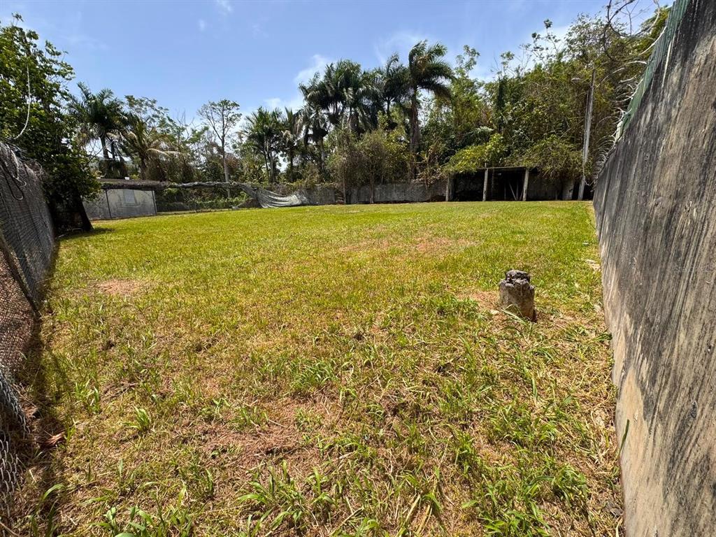A grassy, fenced-in outdoor lot features a concrete wall and mature palm trees — Carr 738 KM 1.4 BO MONTELLANO, CAYEY, PR