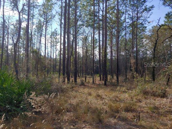 A wooded lot features tall pine trees and dry brush under a bright blue sky — 0 US 41 HIGHWAY, FLORAL CITY, FL