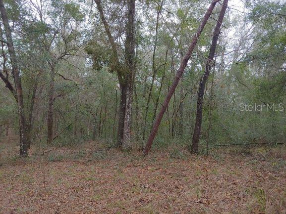 A wooded lot with dense trees and a ground layer of fallen leaves — 0 US 41 HIGHWAY, FLORAL CITY, FL