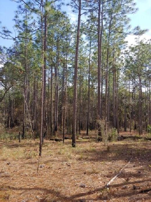A wooded lot covered in pine trees and dry ground cover under a clear sky — 0 US 41 HIGHWAY, FLORAL CITY, FL