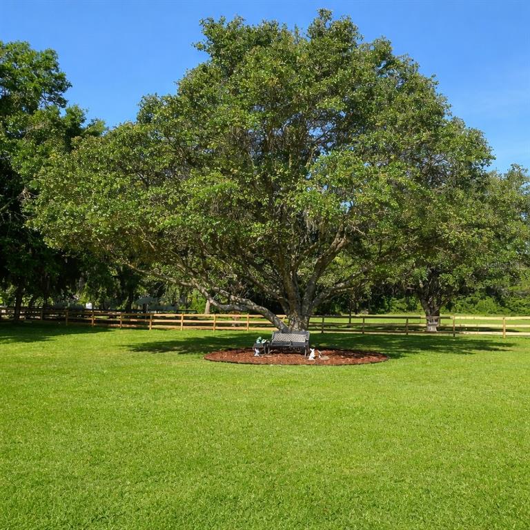 A large, mature tree stands in a grassy yard with a bench underneath it — 20851 SW 36TH STREET, DUNNELLON, FL