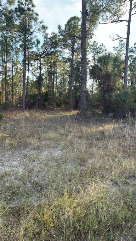 A grassy, undeveloped lot features scattered pine trees and native vegetation under a bright sky — 918 BELMONT STREET E, LEHIGH ACRES, FL