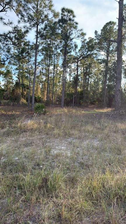 A grassy, undeveloped lot features scattered pine trees under a cloudy sky — 918 BELMONT STREET E, LEHIGH ACRES, FL