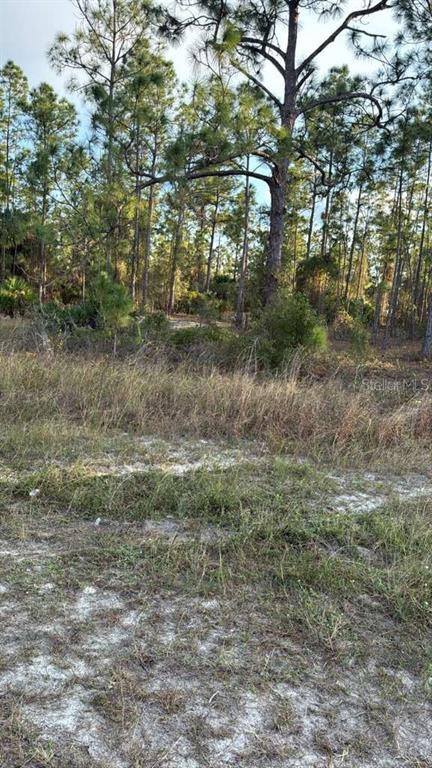 A view of a sandy, grass-covered lot leading toward a dense forest of pine trees — 918 BELMONT STREET E, LEHIGH ACRES, FL
