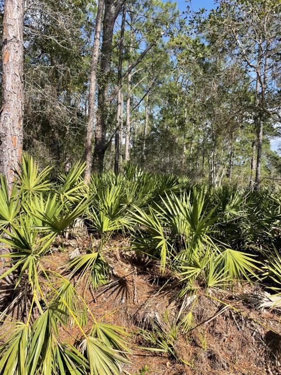 A wooded lot features tall pine trees and a dense undergrowth of saw palmetto plants — 32 FYFE AVENUE, DEBARY, FL