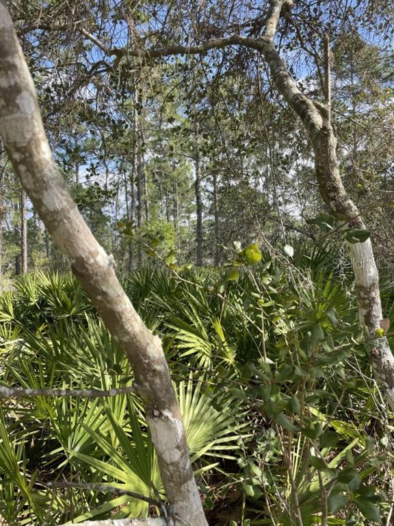 A view of a wooded lot filled with saw palmettos and tall pine trees — 32 FYFE AVENUE, DEBARY, FL