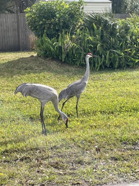 Two sandhill cranes forage for food on a grassy lawn in front of a fence — 32 FYFE AVENUE, DEBARY, FL