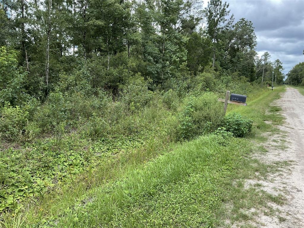 A dirt road runs alongside a densely wooded, undeveloped lot with a mailbox — 10210 VAUGHAN AVENUE, HASTINGS, FL