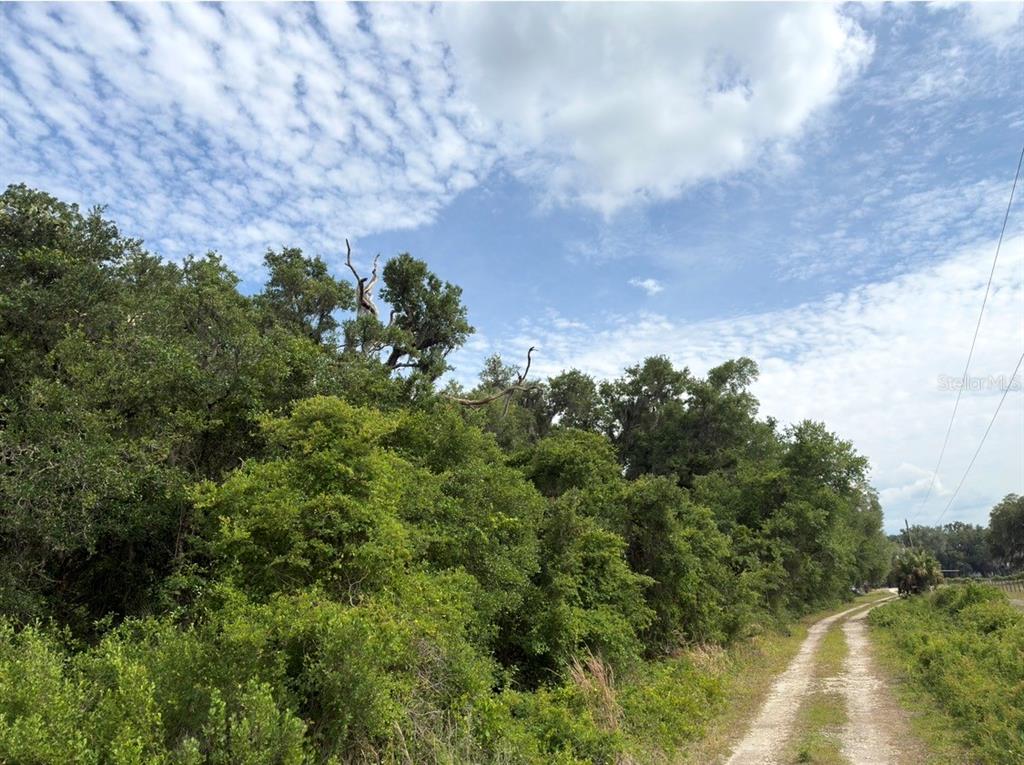 A dirt path runs alongside a dense line of trees under a partly cloudy sky — COUNTY ROAD 707, WEBSTER, FL