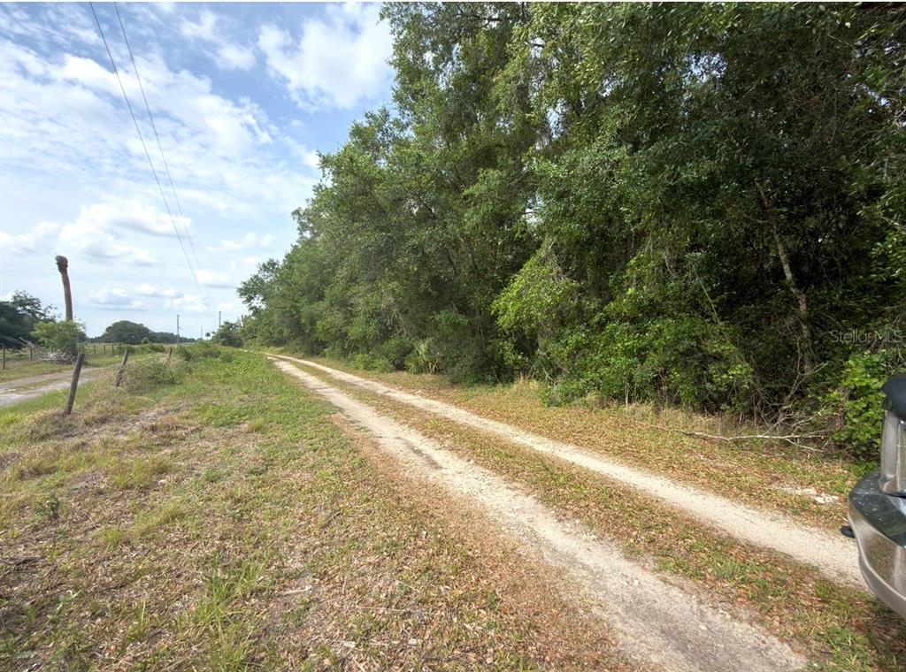 A dirt path runs alongside a dense line of trees under a partly cloudy sky — COUNTY ROAD 707, WEBSTER, FL