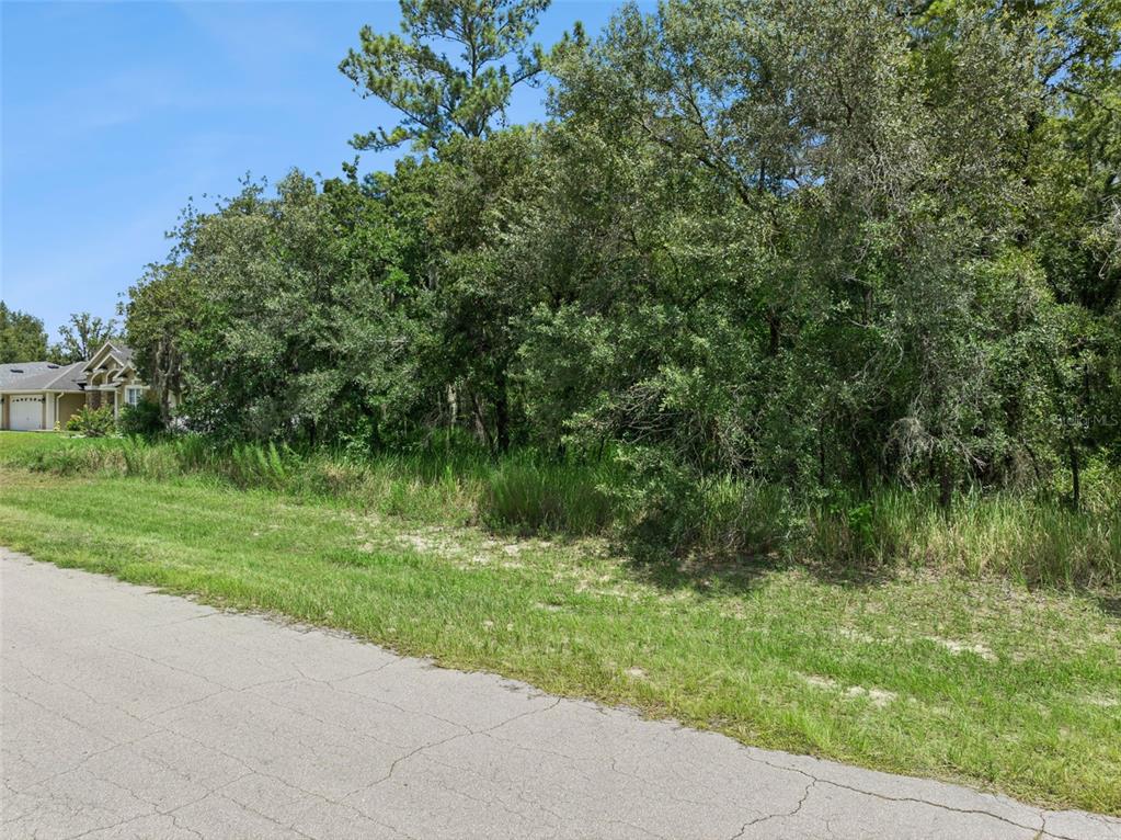 A paved road runs alongside a grassy lot filled with dense trees and vegetation — 0 SW 128TH PLACE, OCALA, FL