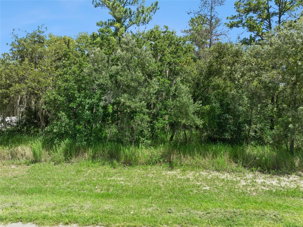 A dense thicket of trees and tall grass sits behind a mowed lawn — 0 SW 128TH PLACE, OCALA, FL