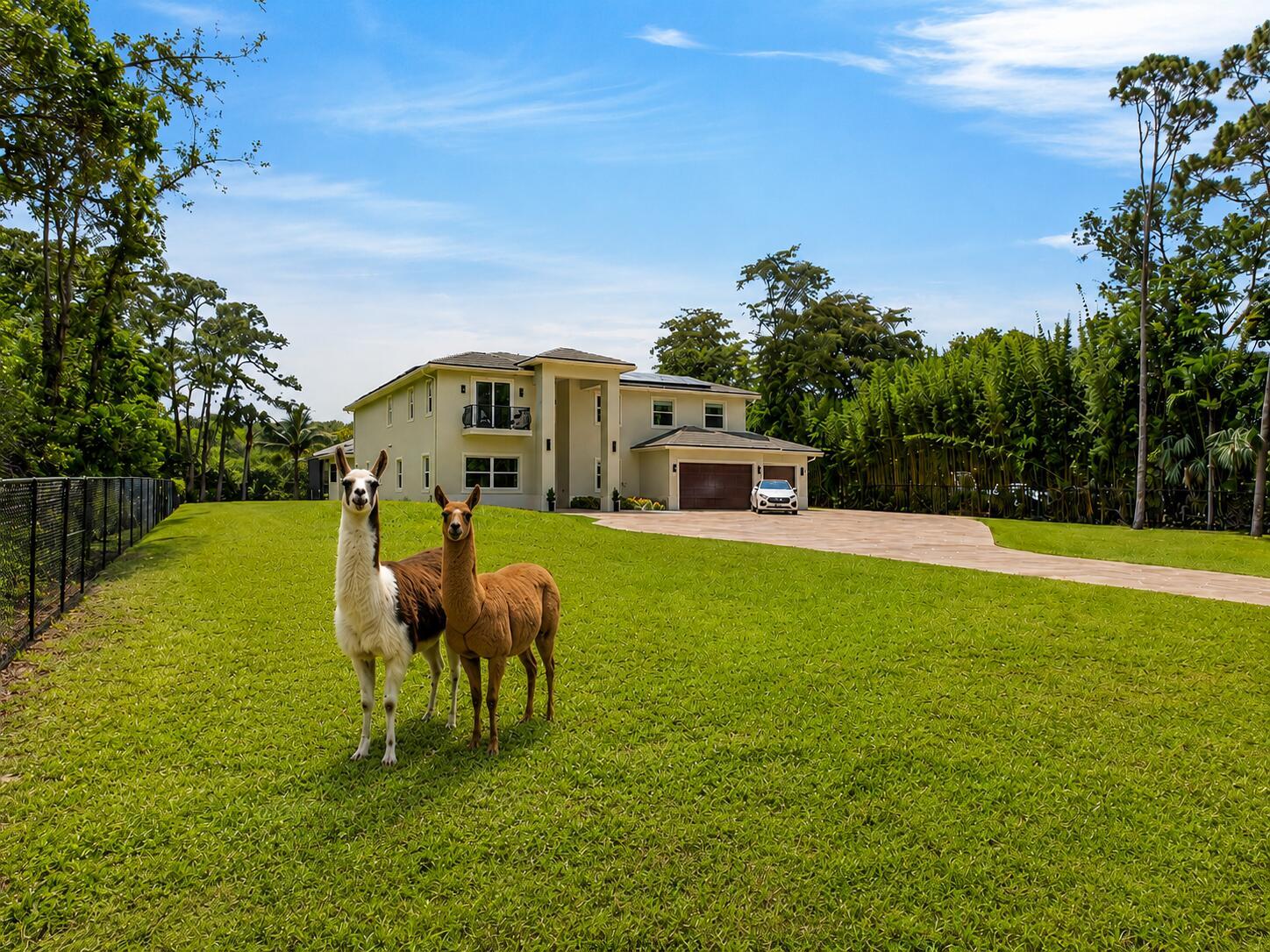 Two llamas stand on a large green lawn in front of a two-story suburban house — 6077 NW 71st Terrace, Parkland FL 33067, PARKLAND, FL