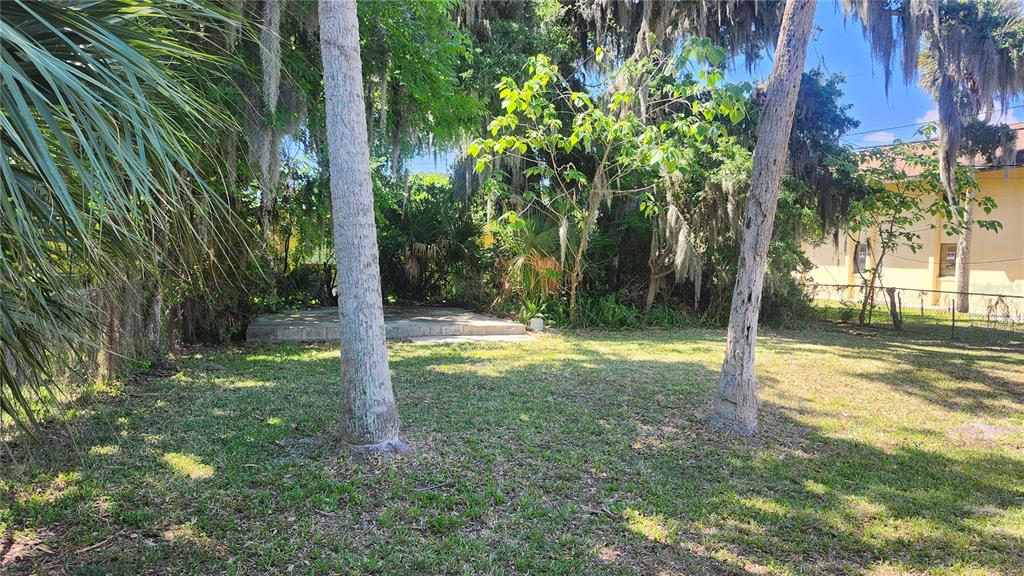 A grassy backyard features two palm trees and a small concrete patio near dense foliage — 565 3RD AVENUE, DAYTONA BEACH, FL