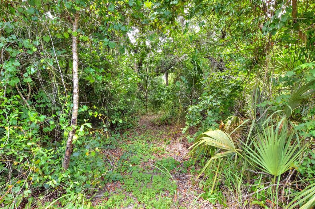 A narrow, overgrown dirt path leads into a dense, wooded forest area — 600 THOMPSON ROAD, LITHIA, FL