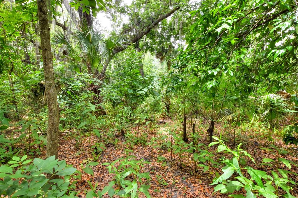 A dense, wooded area with various trees, palms, and a ground covered in fallen leaves — 600 THOMPSON ROAD, LITHIA, FL