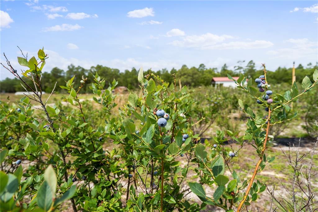 A blueberry bush with ripe berries grows in a field under a blue sky — 130 STRAWBERRY LANE, POMONA PARK, FL