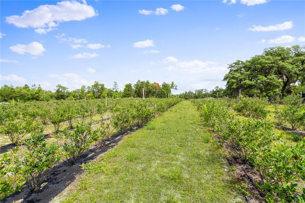 Rows of blueberry bushes grow in a field under a blue sky with scattered clouds — 130 STRAWBERRY LANE, POMONA PARK, FL