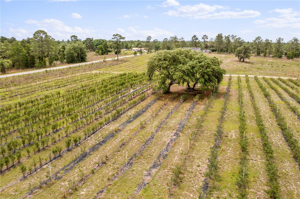 An aerial view shows rows of blueberry bushes planted in a field with a large tree — 130 STRAWBERRY LANE, POMONA PARK, FL