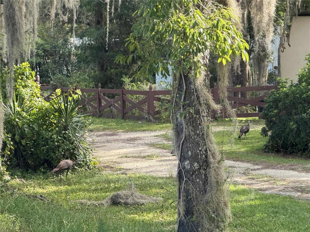 Two wild turkeys walk across a grassy yard in front of a wooden fence — CROSS COUNTRY BOULEVARD, ALTOONA, FL