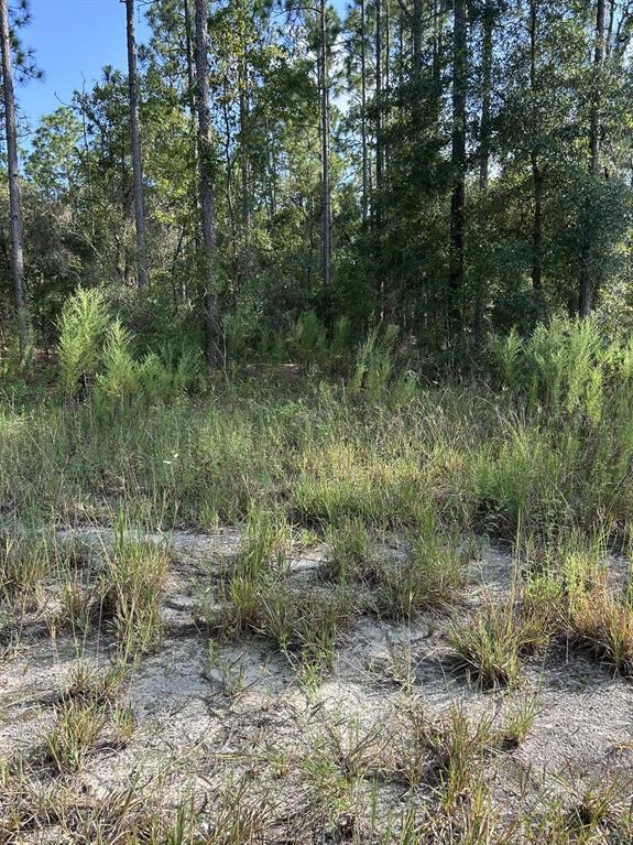 A view of a sandy, grass-covered lot bordered by a dense forest of tall trees — 103 LEE DR, HAWTHORNE, FL