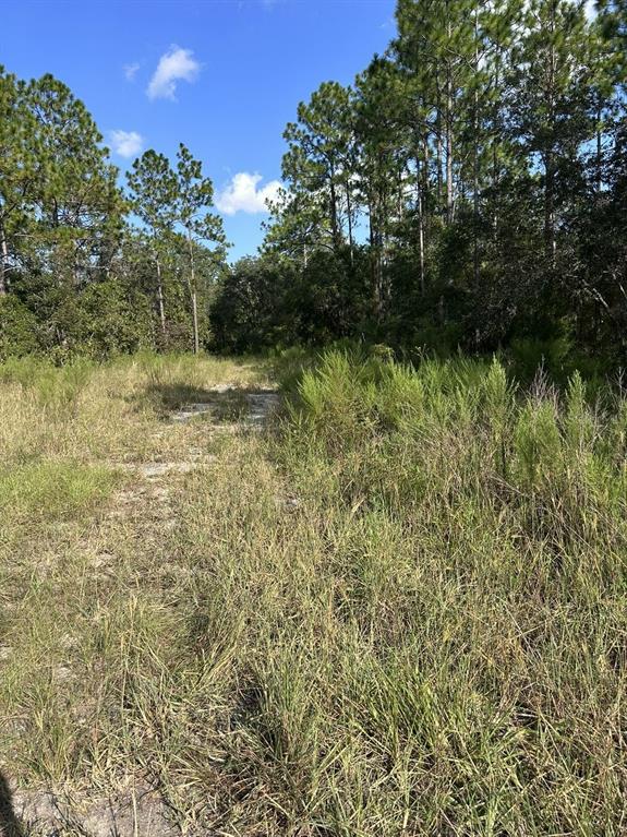 A grassy, unpaved path leads into a wooded area under a blue sky — 103 LEE DR, HAWTHORNE, FL