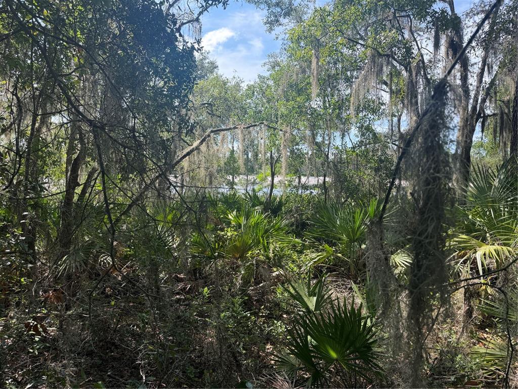 A view of a wooded area with dense vegetation, palmettos, and Spanish moss — TBD MALAUKA PASS TRAIL, OCKLAWAHA, FL
