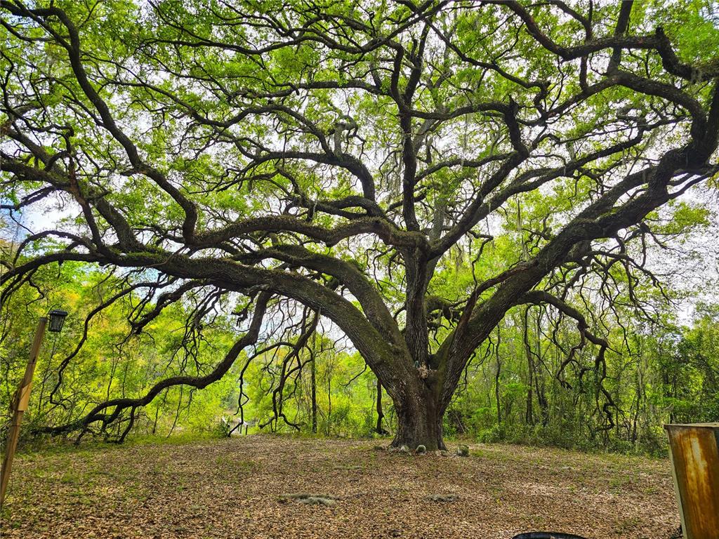 A large, mature oak tree with sprawling branches stands in a leaf-covered yard — 3095 COUNTY ROAD 202, OXFORD, FL