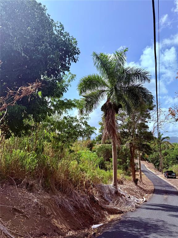 A tall palm tree stands beside a paved road next to a grassy, sloped embankment — 857 ROUTE UNIT km 6.8, CAROLINA, PR