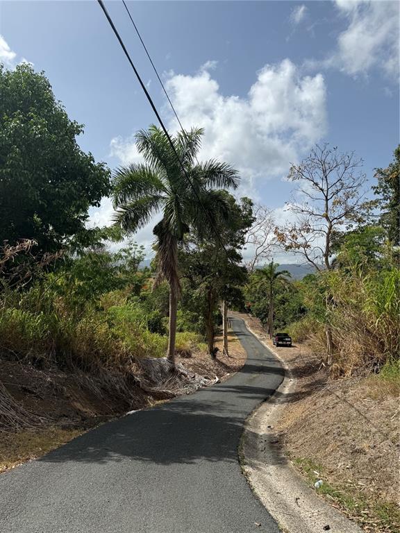 A paved road winds through a rural landscape with palm trees and vegetation — 857 ROUTE UNIT km 6.8, CAROLINA, PR