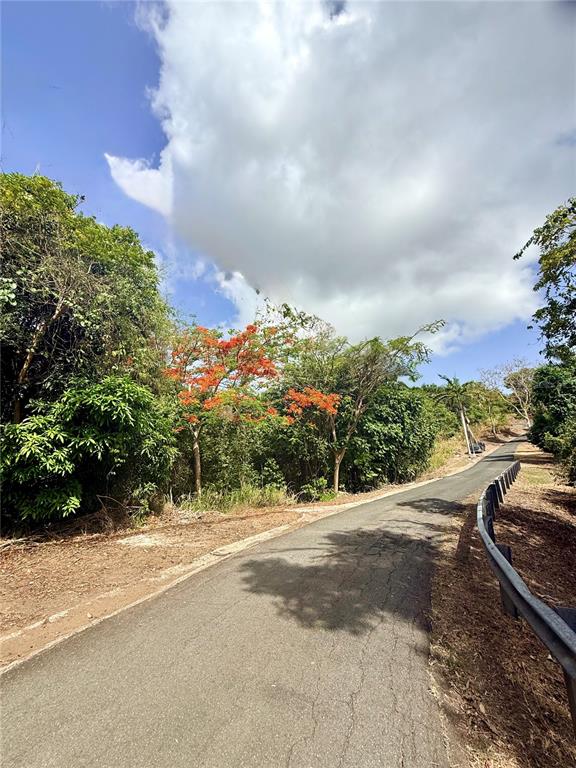 A paved road winds through a lush, tropical landscape with bright orange flowering trees — 857 ROUTE UNIT km 6.8, CAROLINA, PR