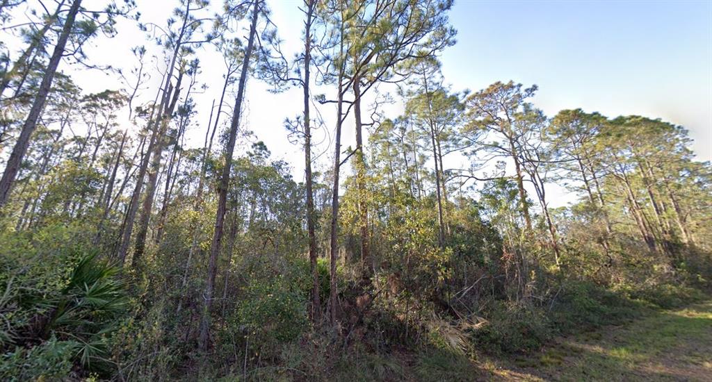 A wooded lot featuring tall pine trees and dense undergrowth under a clear sky — 1054 ROBIN STREET, LAKE PLACID, FL