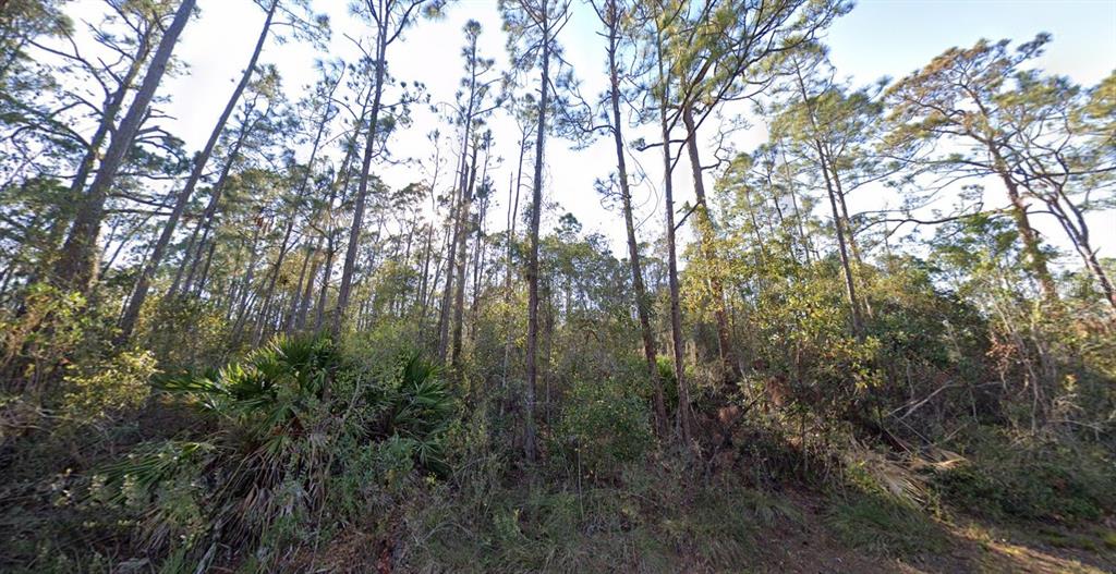 A wooded lot features tall pine trees and low-growing palmetto shrubs under a bright sky — 1054 ROBIN STREET, LAKE PLACID, FL